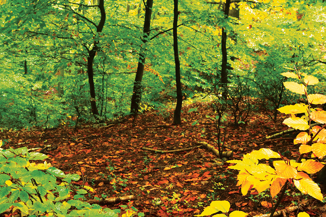 İstanbul dağ bisikleti parkurları